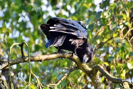 Common raven plumage bill