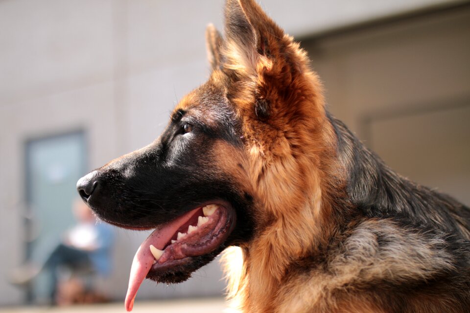 Animal vigilant guardian