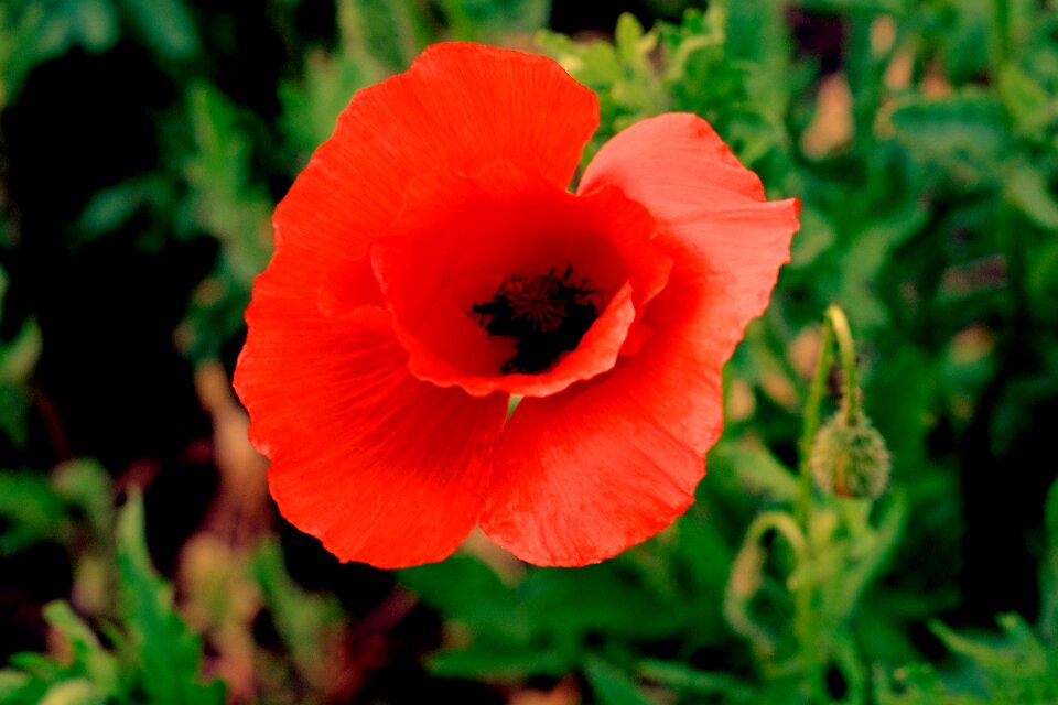 Red poppy flower flower photo