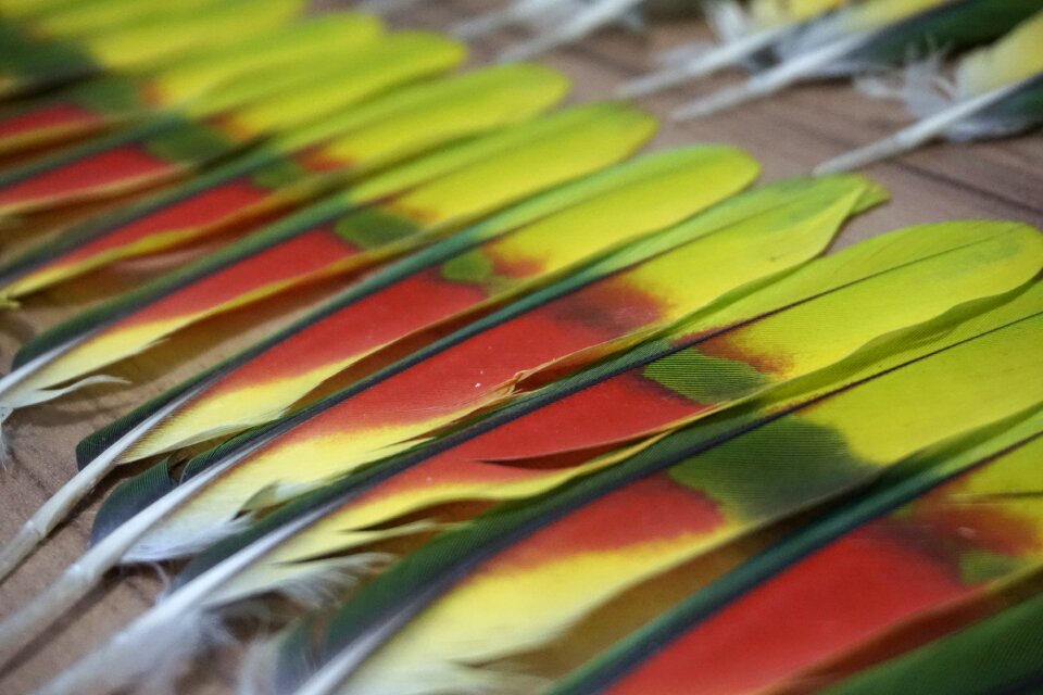 Pity parrot colorful