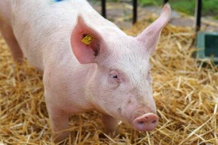 Mammal sow nature