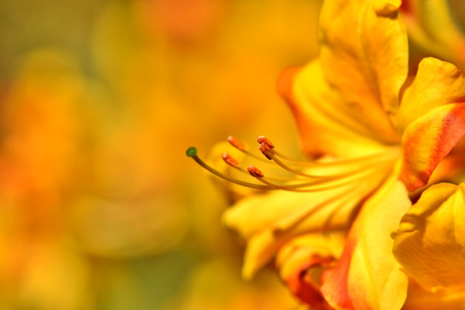 Yellow rhododendron bud blossom