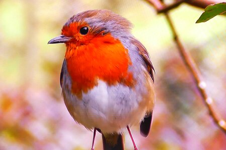 Nature spring little bird