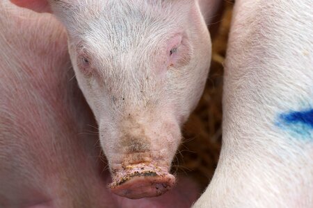 Mammal sow nature