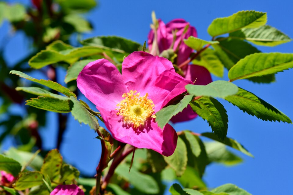 Bloom spring flower bloom