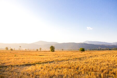 Chat trakan thailand harvesting photo