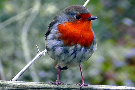 Animal spring bird