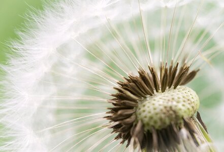 Dandelion seeds seeds dandelion close-up