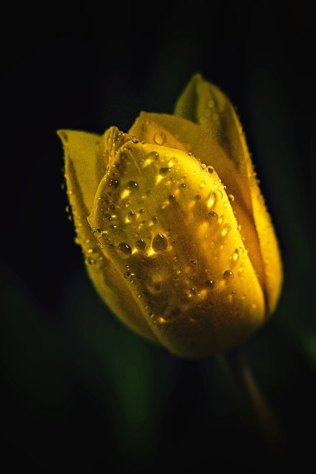 Plant nature spring