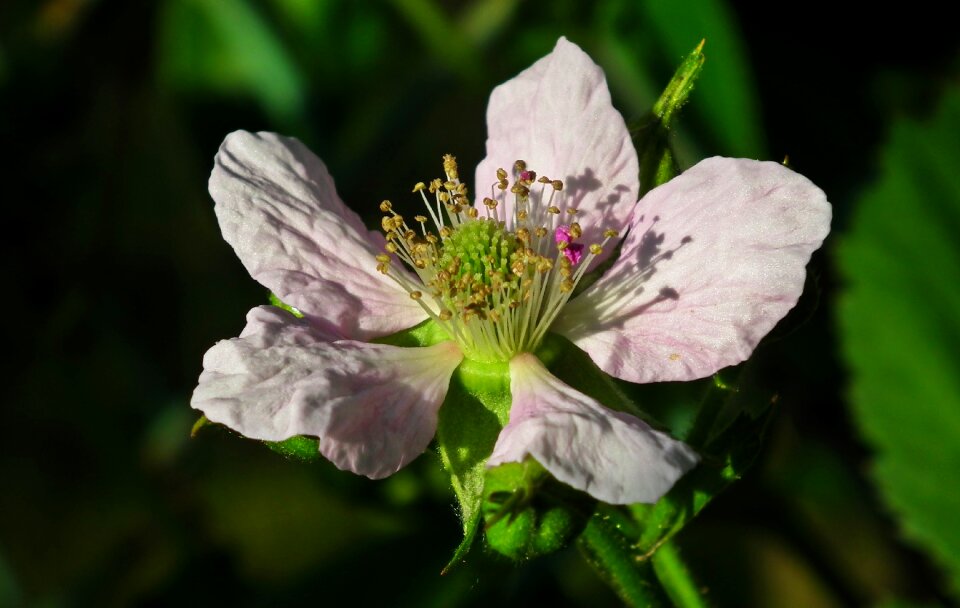 Nature garden spring