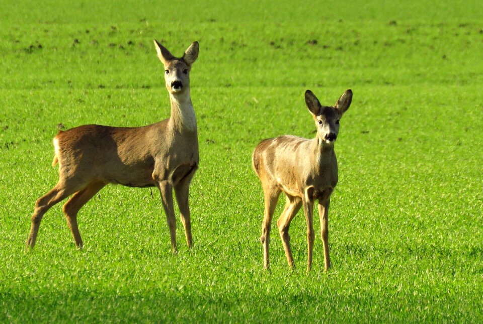Wildlife roe deer green field