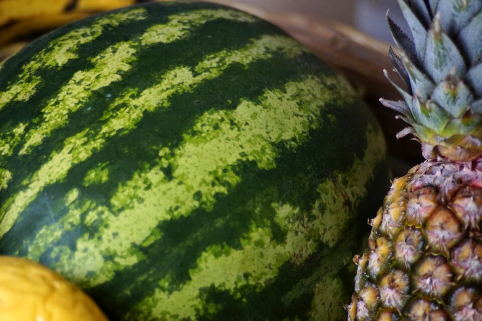 Watermelon fruit mature