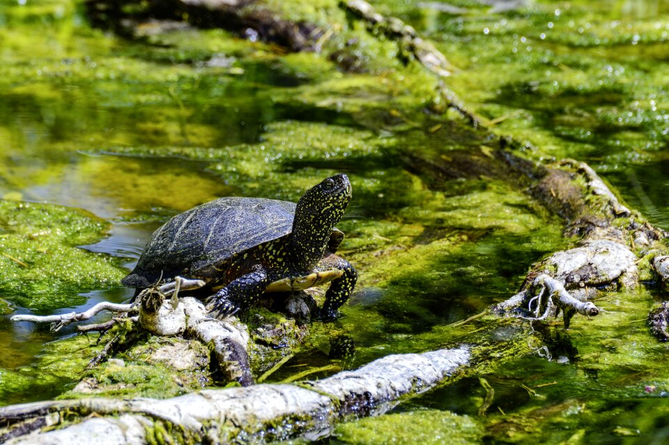 Pond reptile water creature