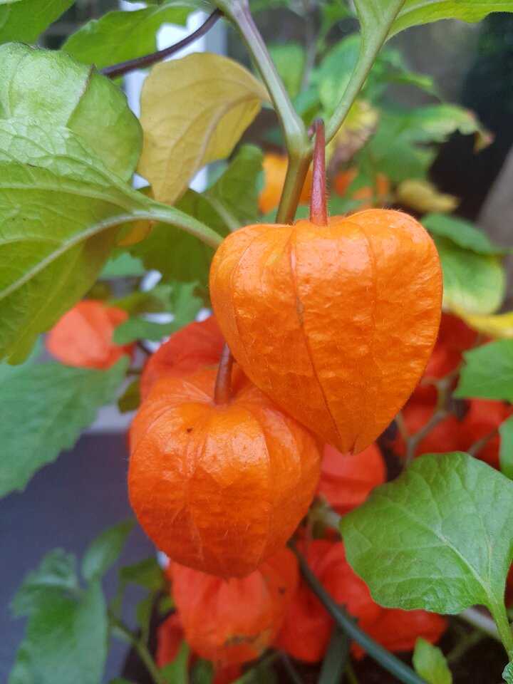 Chinese lantern plant orange fruit autumn
