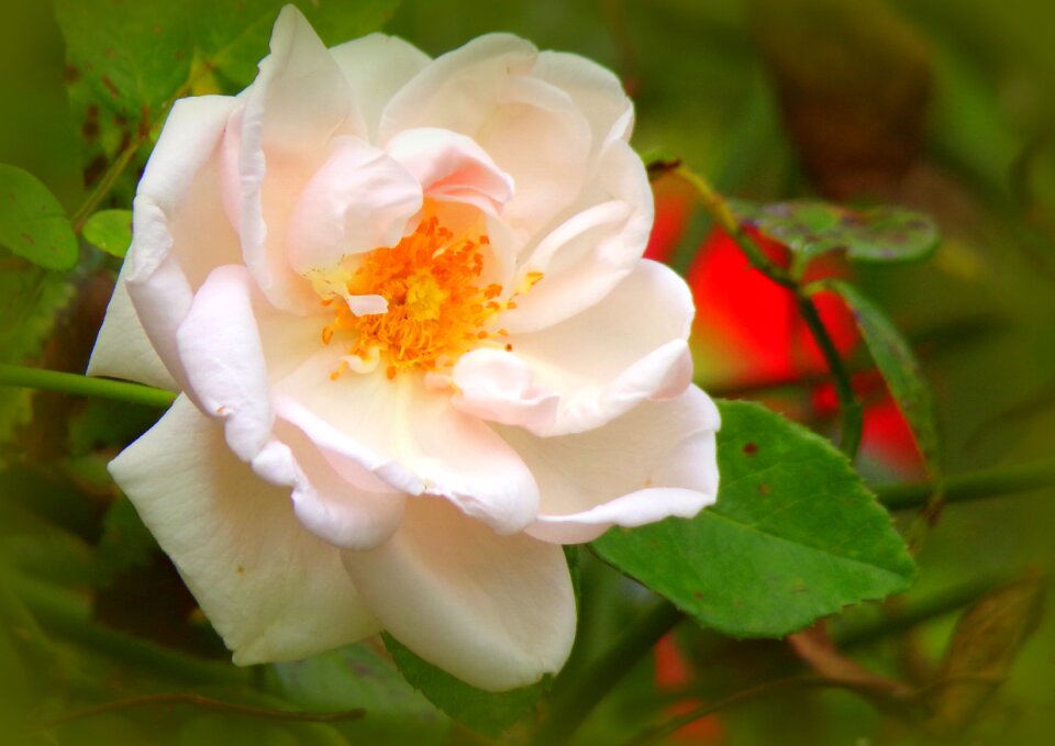 Nature petals summer