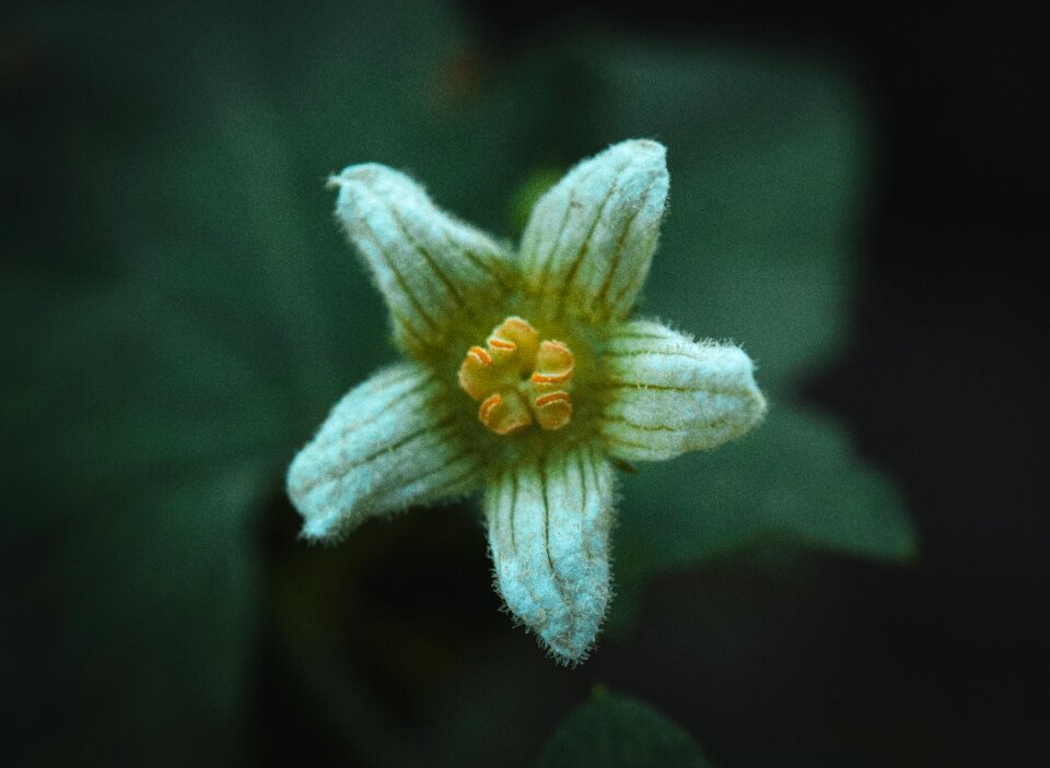 Bloom nature summer