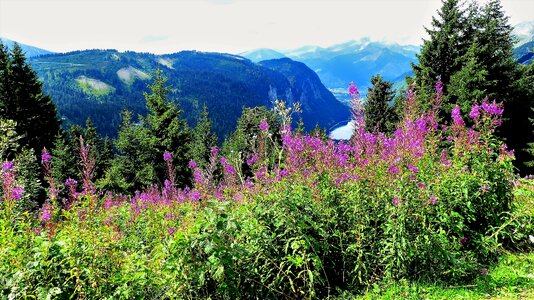 Landscape mountains alpine