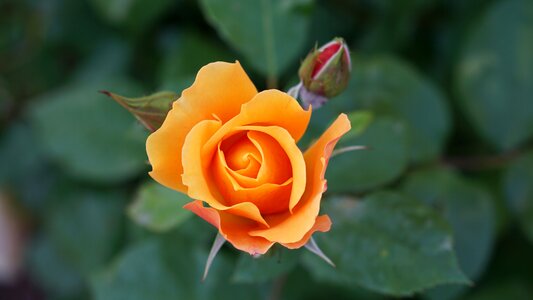 Garden romantic colorful