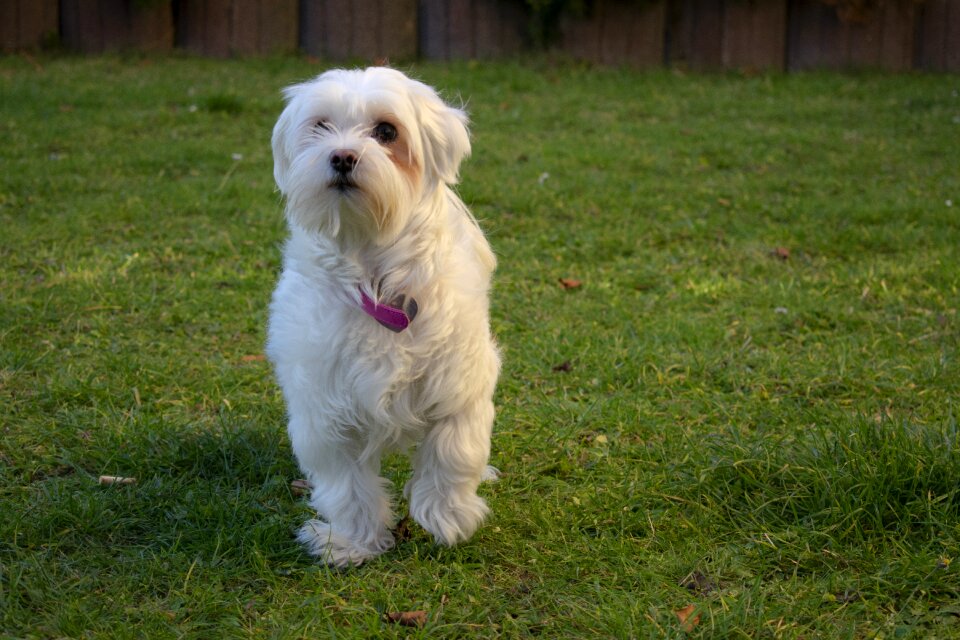 Nature canine pet