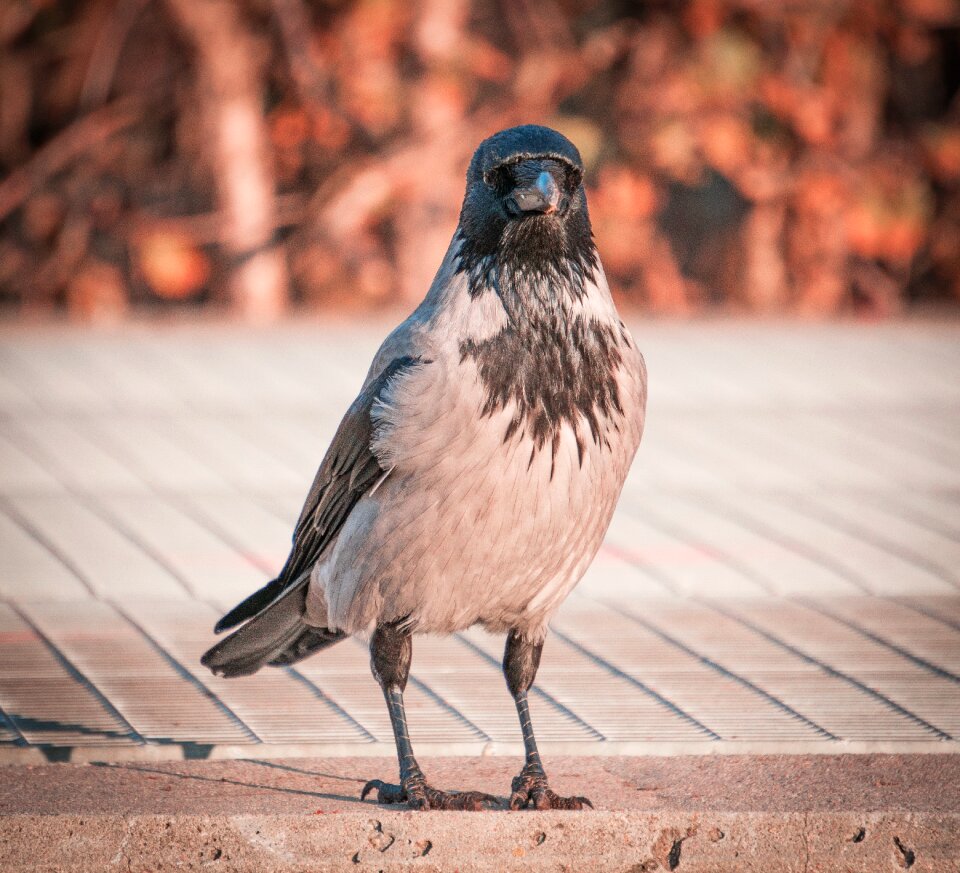 Wing animal plumage