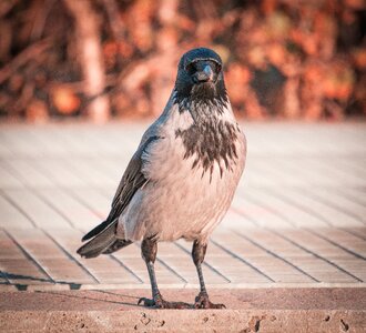 Wing animal plumage