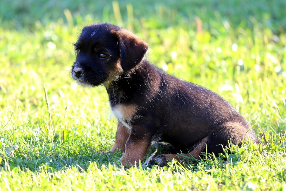 Cute sweet animal