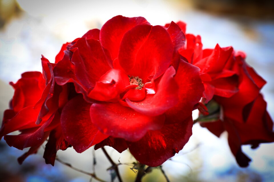 Red nature love