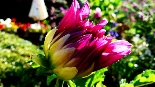 Nature plants garden
