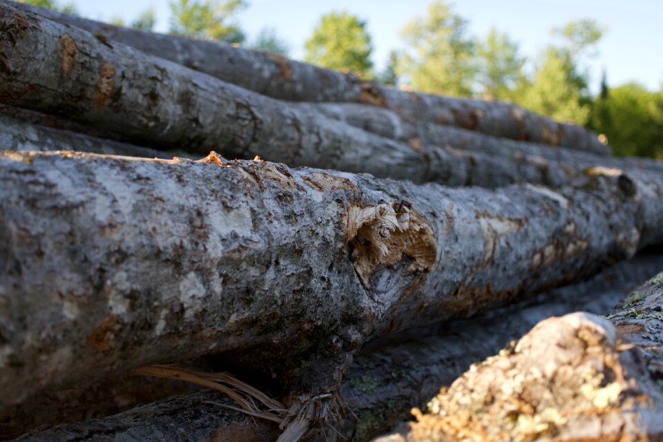 Timber outdoors hardwood