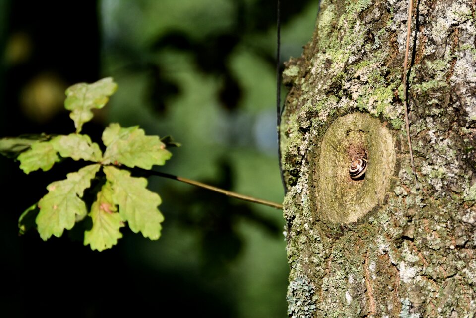 Detail of tree the bark