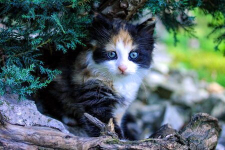 Cute feline pet photo