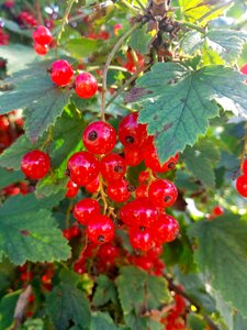 Garden vitamins sweet