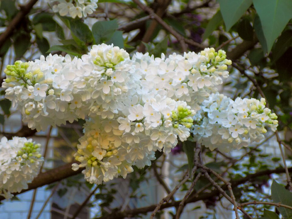 Spring bush nature