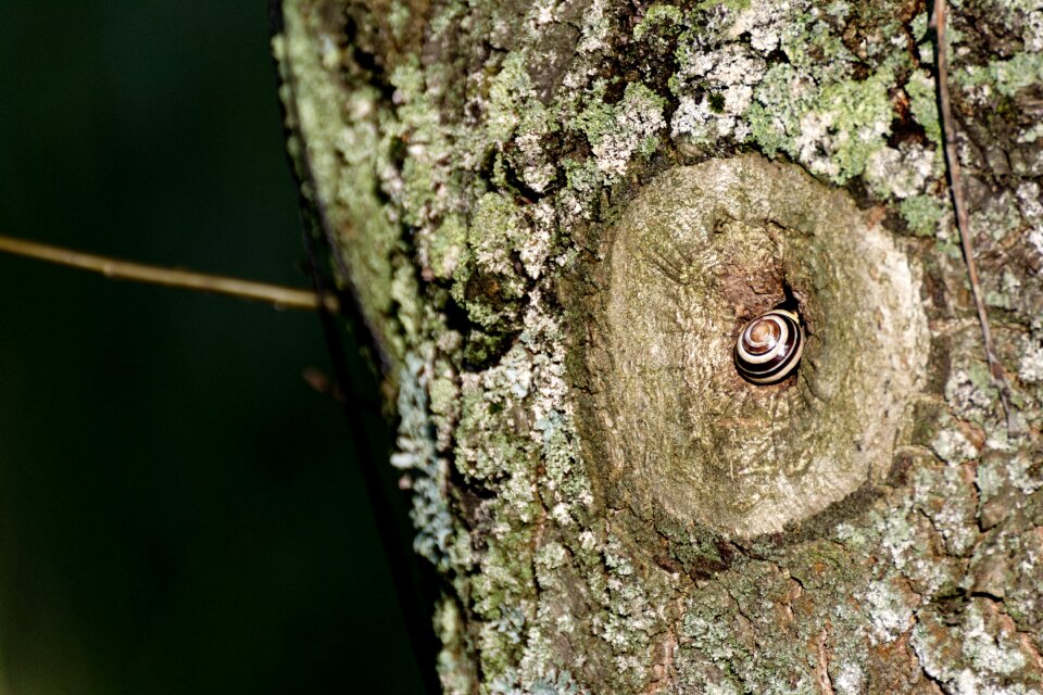 Detail of tree the bark