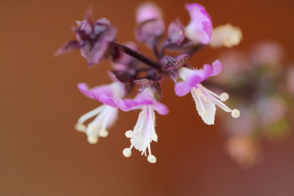 Garden plant summer