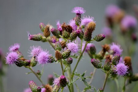 Thistle field thistle purple