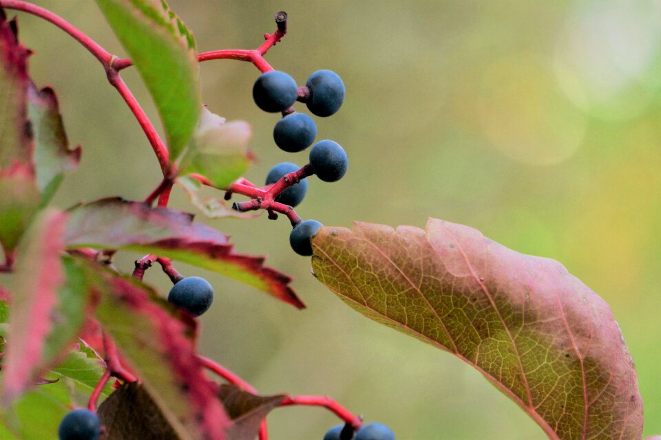Colorful fruits blue