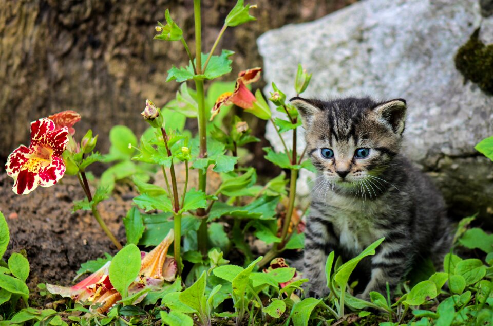 Cute feline pet photo