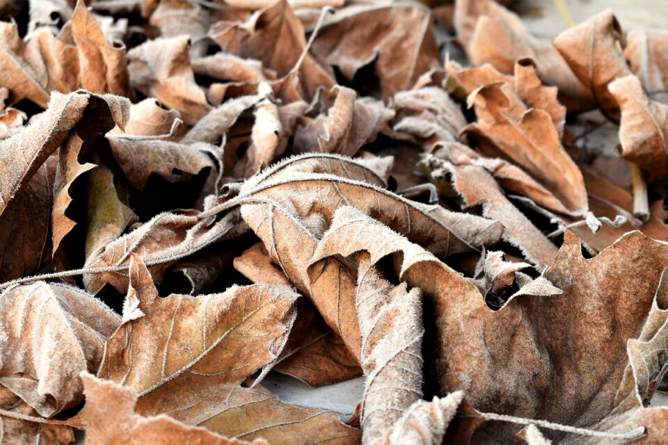 Leaf frozen frost
