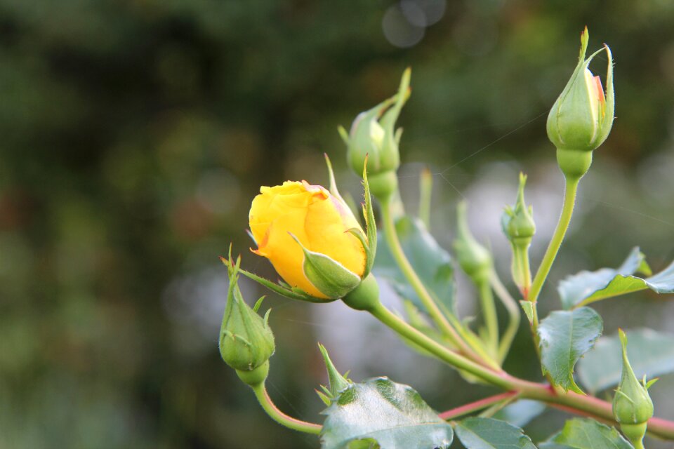 Yellow rose pink button rosebush
