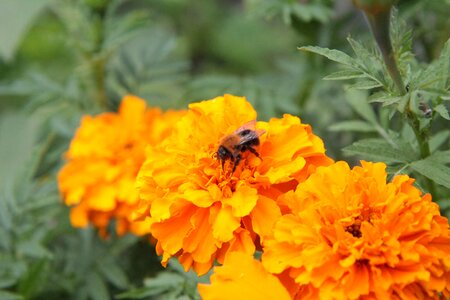 Rose of india yellow insect foraging