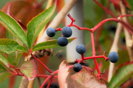 Colorful fruits blue