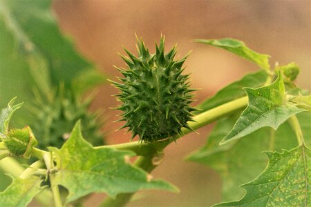 Spur nature macro