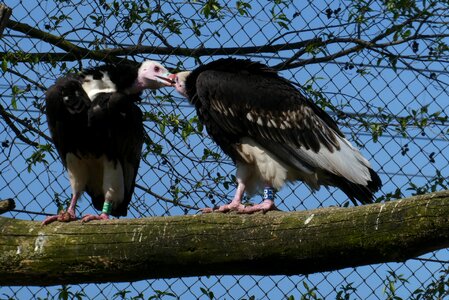 Blijdorp rotterdam bird