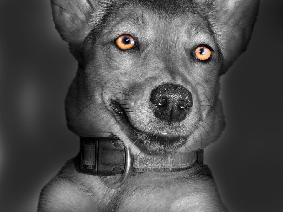 White eyes pet