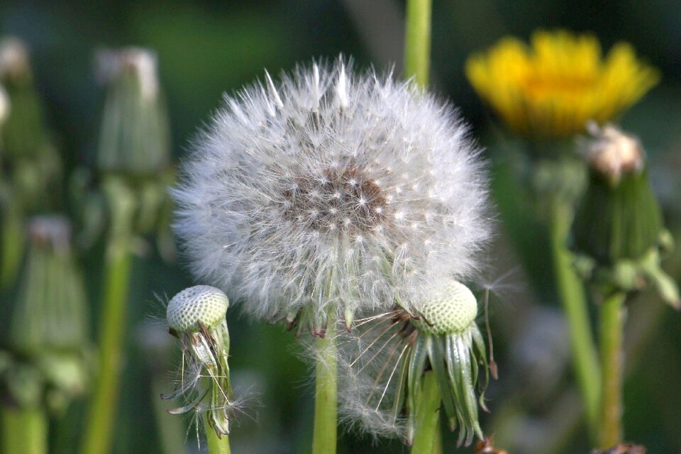 Flower faded nature