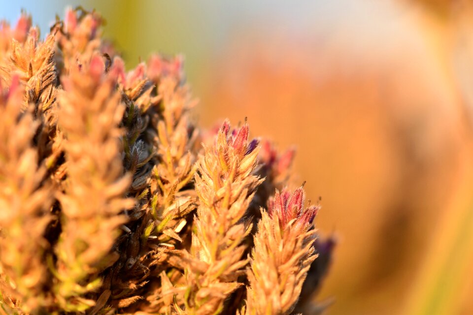 Bloom close up nature