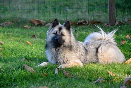 Domestic animal dog nordic doggie photo