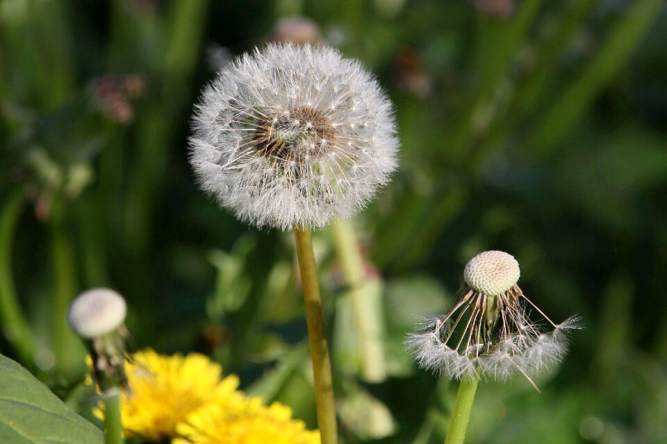 Flower faded nature