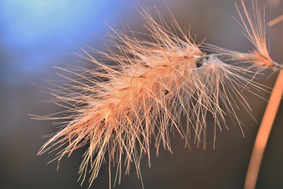 Close up nature plant photo